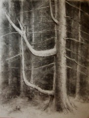 Šumava - Strom (2014), uhel na papíře